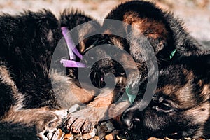 Puppies marked with colored ribbons. Three puppies of a black and red German shepherd. One puppy bites and frees its little