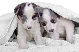 Puppies mestizo in blanket photo