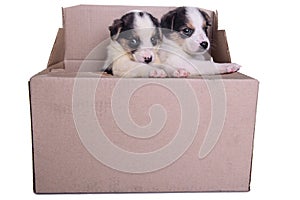 Puppies mestizo in box photo