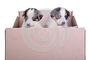 Puppies mestizo in box photo