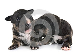 puppies miniature bull terrier