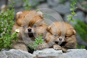 Puppies in nature photo