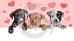 Puppies Over Valentines Day Heart Web Banner