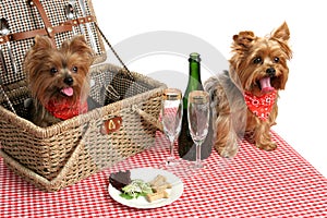 Puppies on Picnic