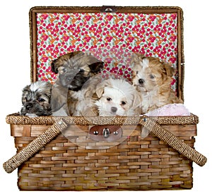 Puppies in a Picnic Basket
