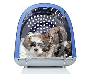 Puppies in plastic carrier on white background