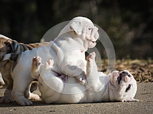 Puppies play fighting