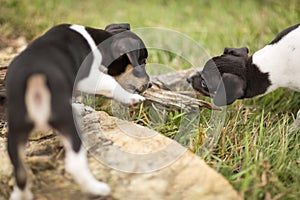 Puppies play with stick