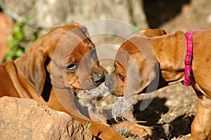 Puppies playing