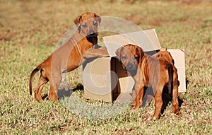 Puppies playing with box