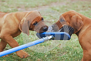 Puppies playing with broom