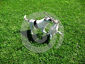 Puppies playing on the grass