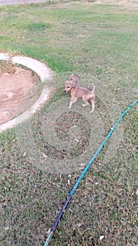 Puppies playing on green grass lawn