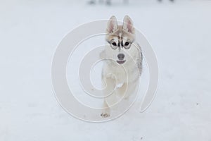 Puppies playing in the snow husky