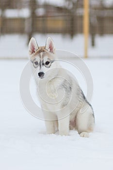 Puppies playing in the snow husky