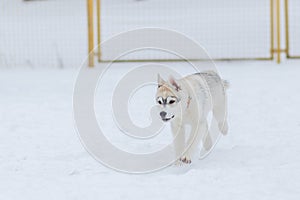 Puppies playing in the snow husky