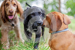 Puppies playing together in doggy day dare