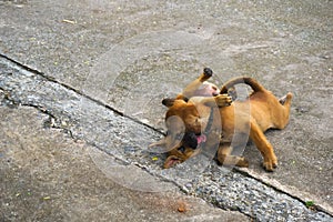 Puppies playing together on the road.
