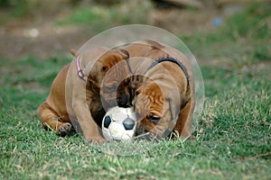 Puppies playing with toy