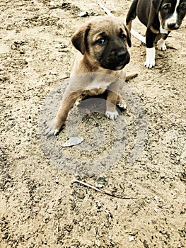 Puppies posing for image