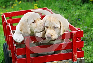 Puppies in red cart