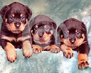 Puppies of rottweiler