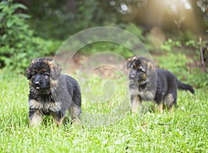 Puppies running on grass