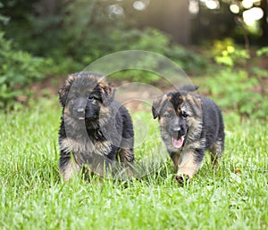 Puppies running on grass