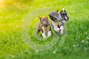 Puppies running on grass under the sunlight. Cute puppy background