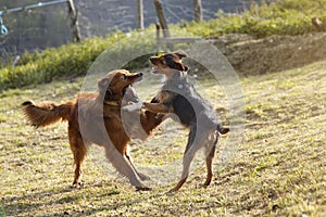 Puppies running and jumping in the garden at home. sheep and sheepdog. at sunrise against the light. family