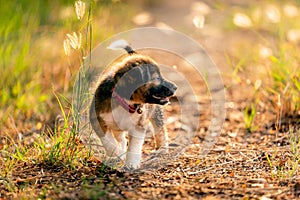 Puppies running in the meadow