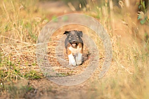 Puppies running in the meadow