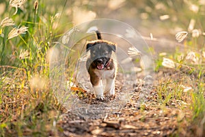 Puppies running in the meadow