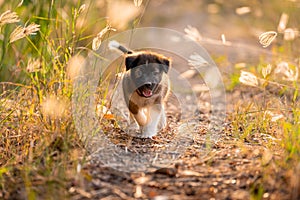 Puppies running in the meadow