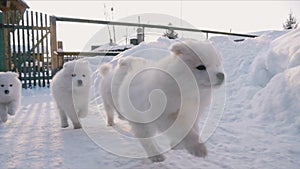 Puppies running in the snow