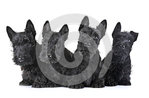 Puppies scottish terrier