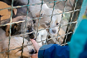 Puppies in the shelter are playing with the little boy and biting boy`s finger through the bars.