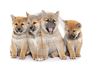 Puppies shiba inu