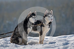 puppies from Siberian Husky kennel waiting for tourists to take pictures