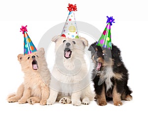 Puppies Singing Happy Birthday Song