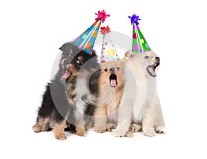 Puppies Singing Happy Birthday Wearing Party Hats