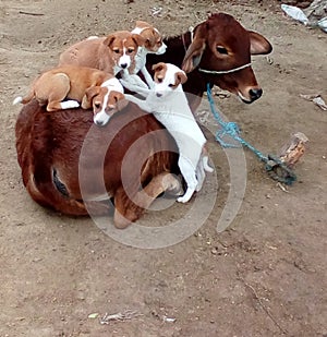 Puppies are sitting on calf