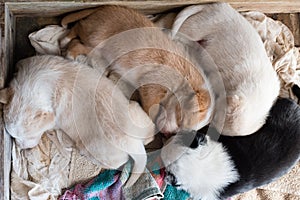 Puppies sleeping together from above