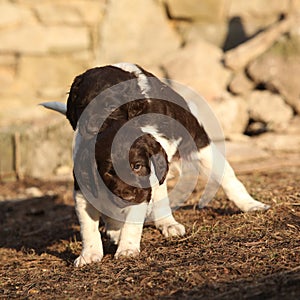 Puppies of Small Munsterlander playing together