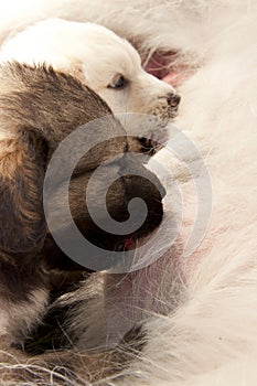 Puppies sucking