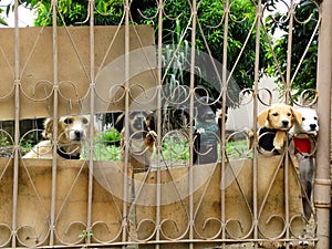 Puppies trapped in their backyard, in rural TrÃÂªs Barras. photo