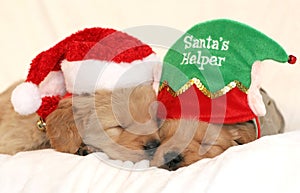 Puppies wearing holiday hats