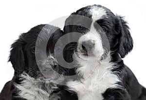 Puppies on white background