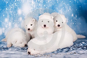 Puppies. White fluffy small Samoyed puppies dogs are sitting on blue background