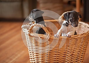 Puppies in wicker basket